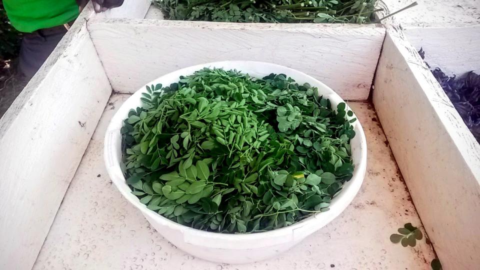 Bowl of harvested moringa in Rongo, Kenya at the Lawala Community Clinic (Photo courtesy of Carrie Waterman)