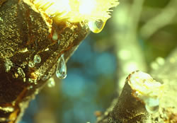 Pistacia lentiscus: resin droplets