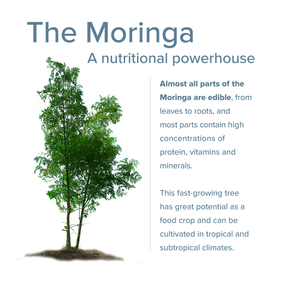 Moringa - a nutritional powerhouse