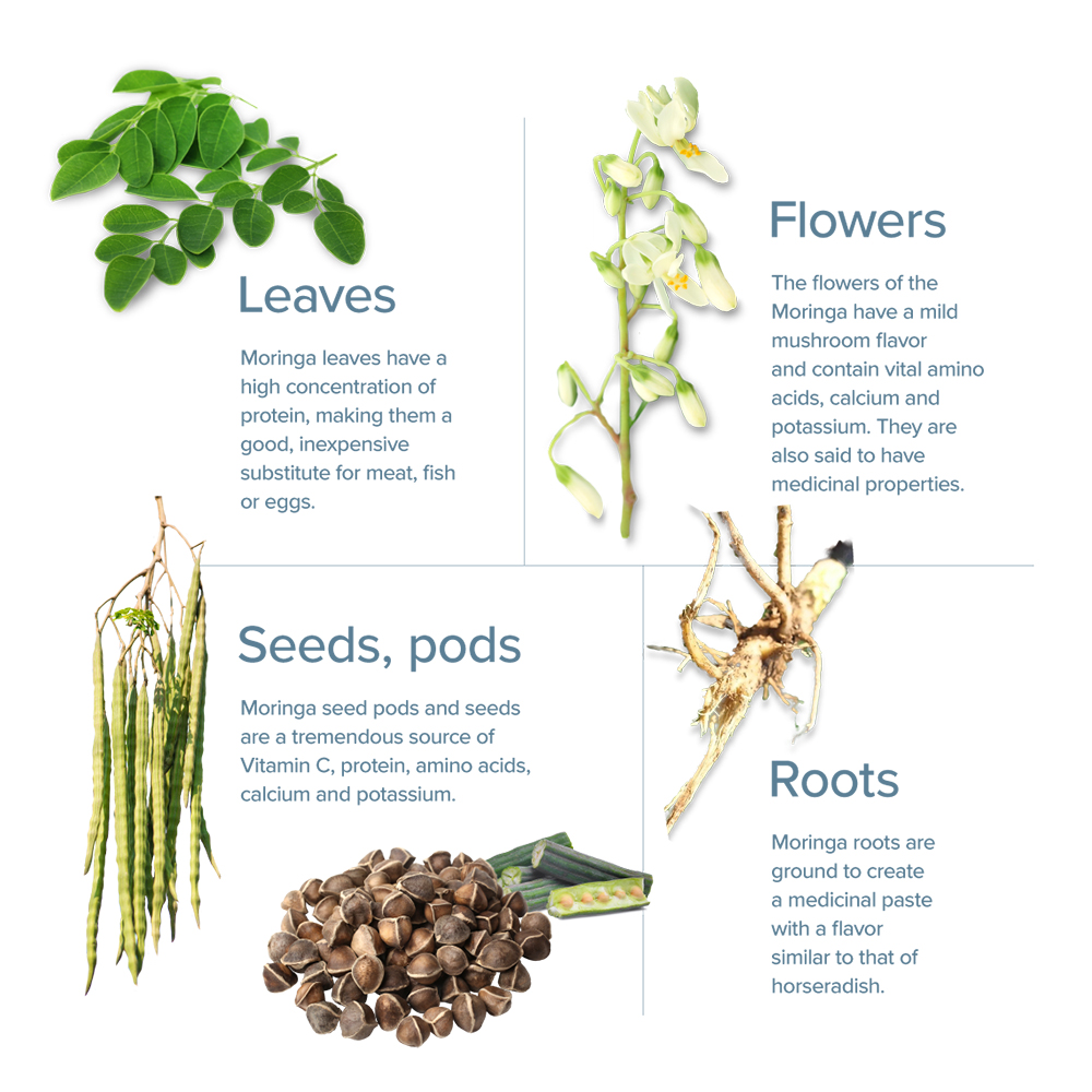 Moringa Leaves, Flowers, Seeds, Roots