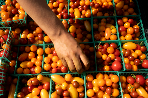 cherry tomatoes from the student farm