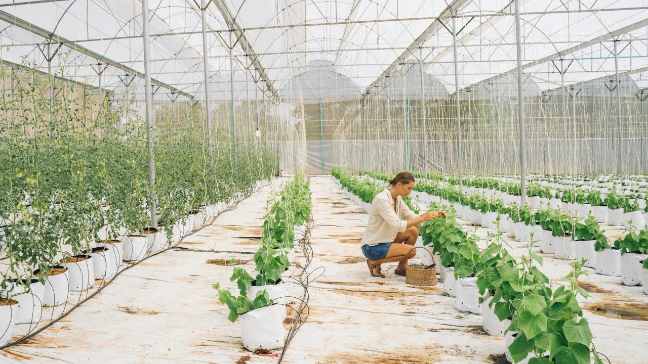 Gardener crouching among rows of leafy crops in a bright glass greenhouse