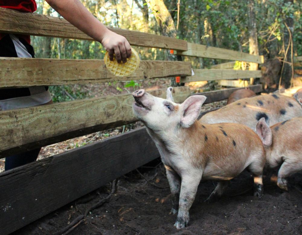Farm piglets at wooden fence, one sniffing a hand offering a yellow sponge