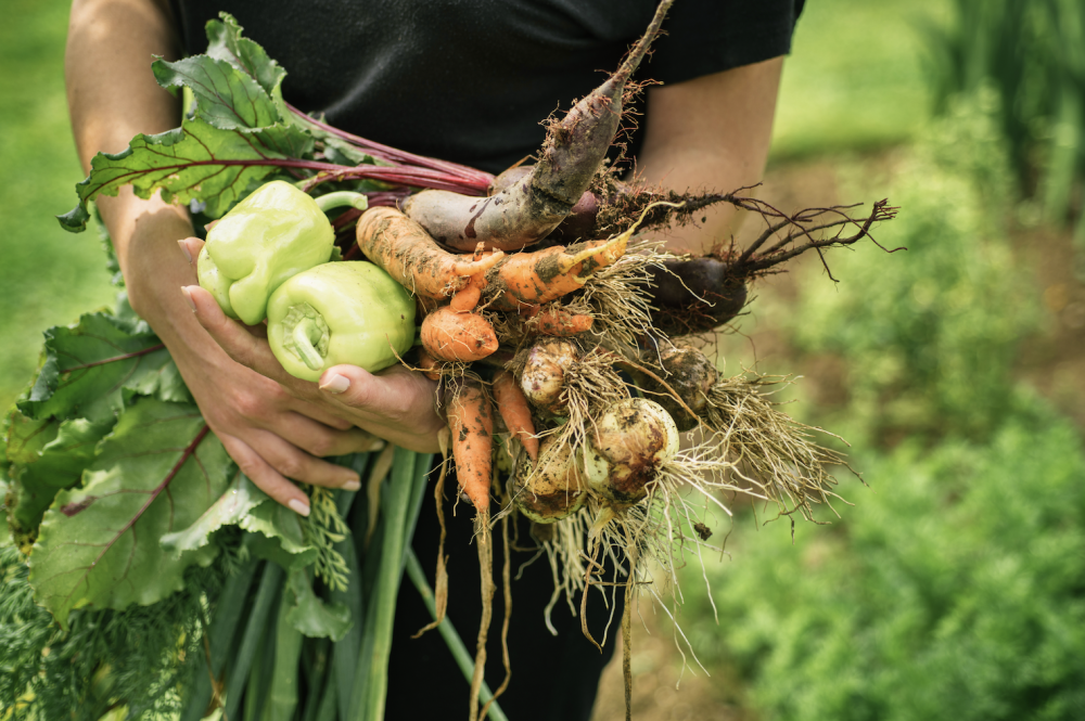 Person holding freshly harvested carrots, beets, and leafy greens with soil.