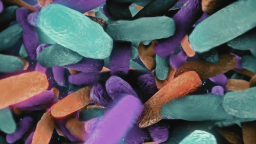 Colorful gut bacteria